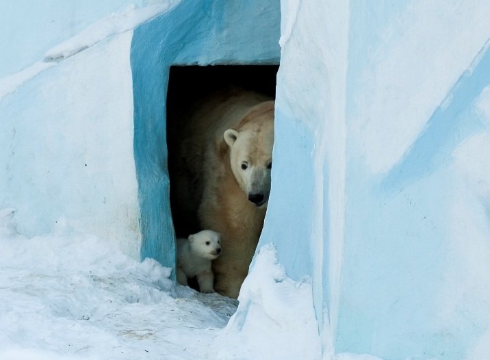 Белый медвежонок на прогулке с мамой Гердой (ФОТО)
